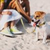 Un cane al guinzaglio sulla spiaggia con persone sedute dietro.