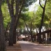Un viale con case mobili e pini intorno.